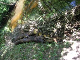 10 fin renforcement rive droite avec tronc embacle 3